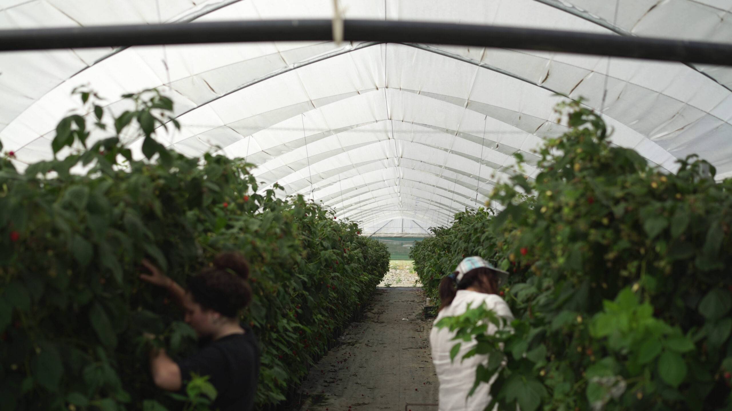 Prisma - Raspberries|Protecta - Cherries